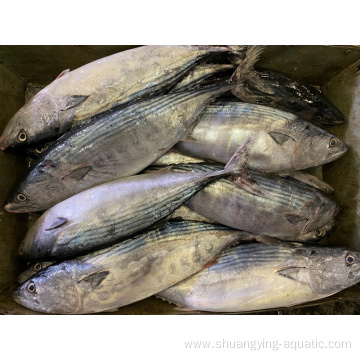 Frozen Raw Material Whole Bonito Fish Skipjack Tuna